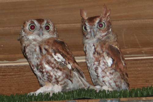 Clarence holding a Saw Whet owl