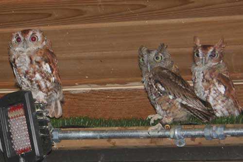 A larger photo of Boopie, a Saw Whet Owl