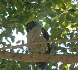 I shot this photo on a February bird-watching, star-gazing trip to Costa Rica. This is a Black and White Owl.