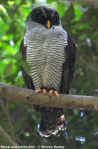 A larger photo of Boopie, a Saw Whet Owl