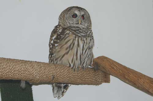 A beautiful Barred Owl.