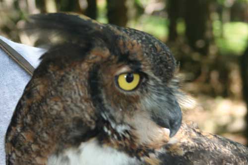 Emily, a resident Great Horned Owl