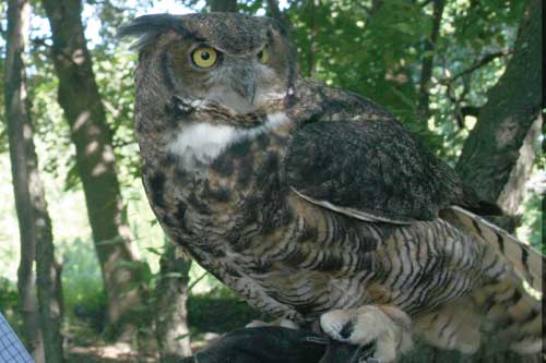 Another photo of Emily, a Great Horned Owl