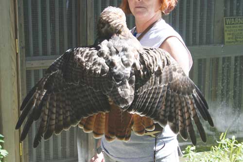 Viewing Lily's spread wings from the back is just as nice as the frontal view.