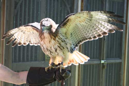 Lily loves to show off her beautiful wings.