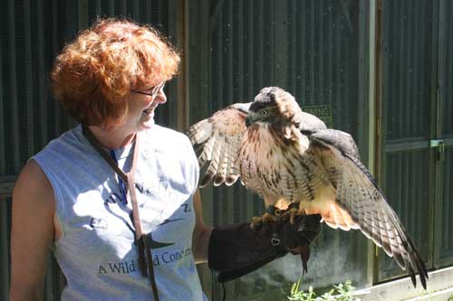 Linda holding Lily, a Red Tailed Hawk