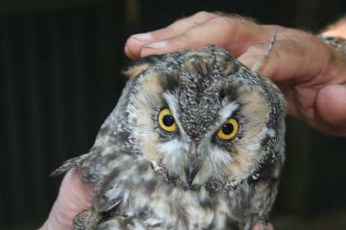 Linda is holding Bear, a Long Earred Owl