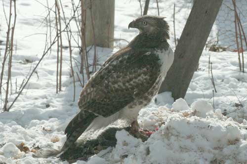 A Red Tailed Hawk catches a squirrel in our backyard.