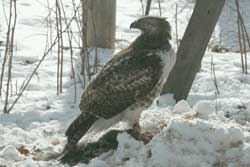 A young Red-Tailed Hawk in our backyard