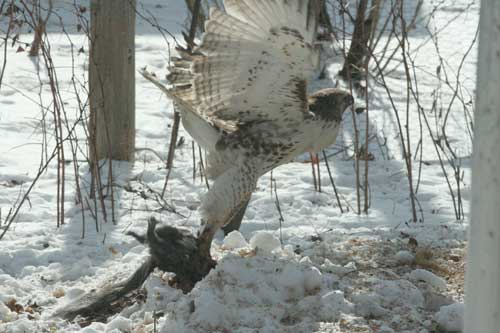 Time to go. The hawk takes off with the squirrel carcass.