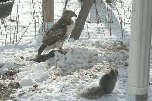 Photo of the Hawk with another squirrel watching it from about five feet away