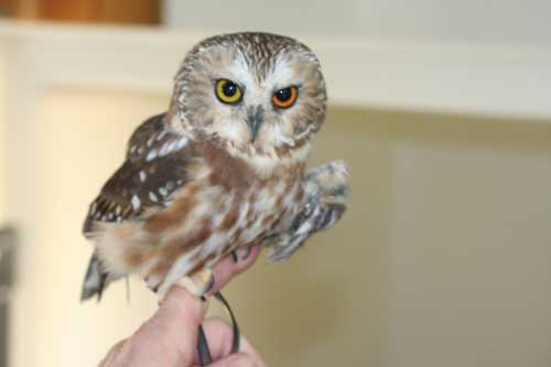 A larger photo of Boopie, a Saw Whet Owl