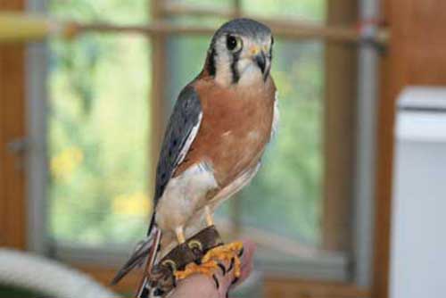 A nice little Kestrel who lives at Linda's, too